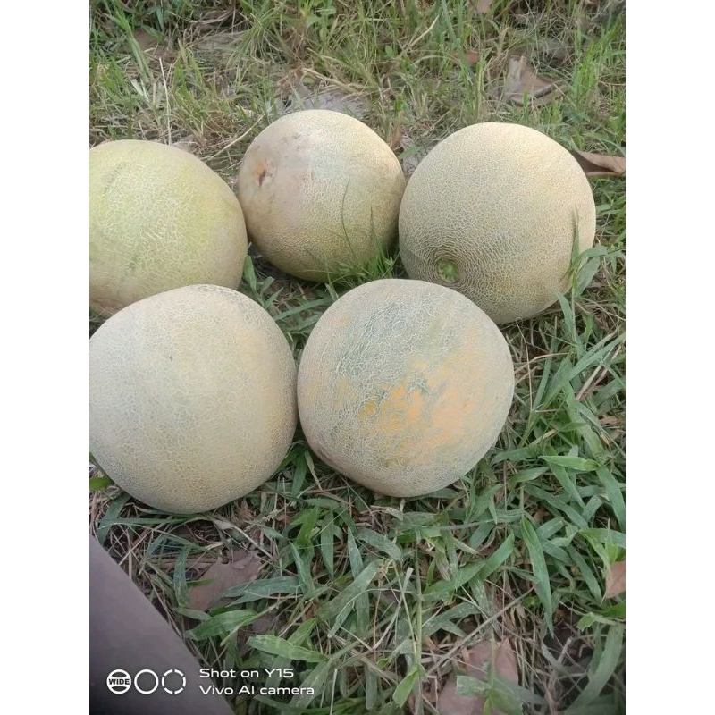 

bibit melon daging putih 20 gram