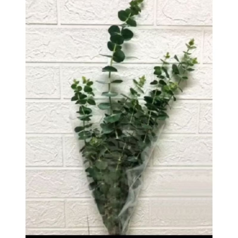 Daun Silver Dollar / Eucalyptus Baby Blue