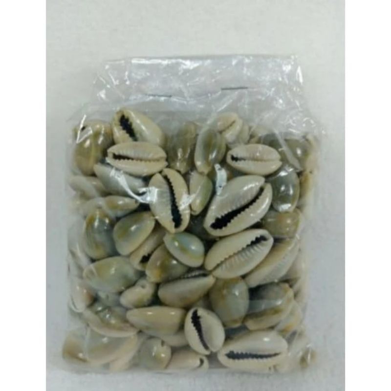 

biji kerang congkak 100pcs