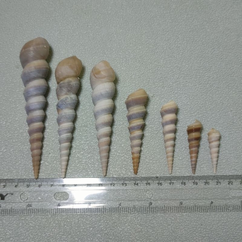 Cangkang keong Turitella