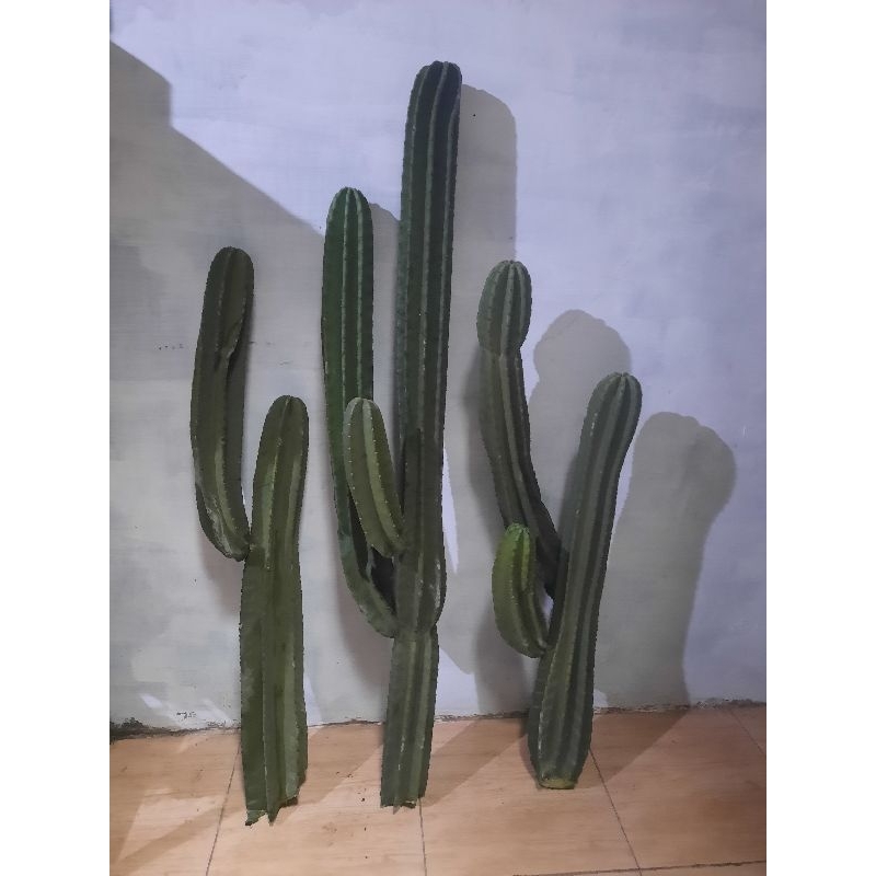 Tanaman Kaktus Koboi Cabang asli