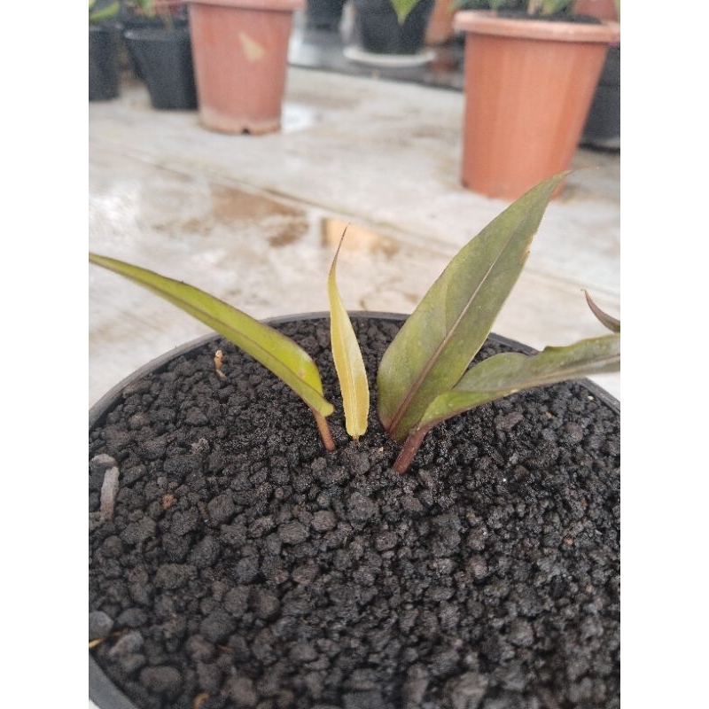 anthurium keris black split bonggol