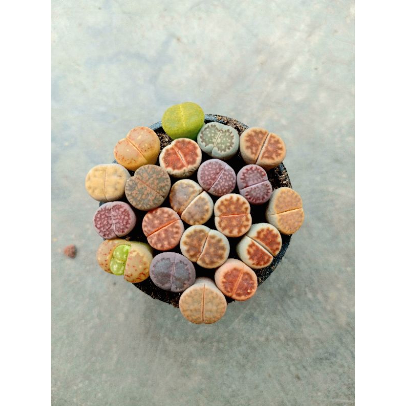 lithops mix