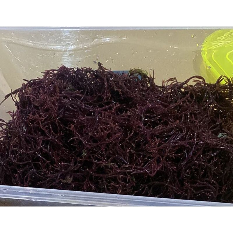 

Rumput Laut Segar 1/2 kg / 500gram