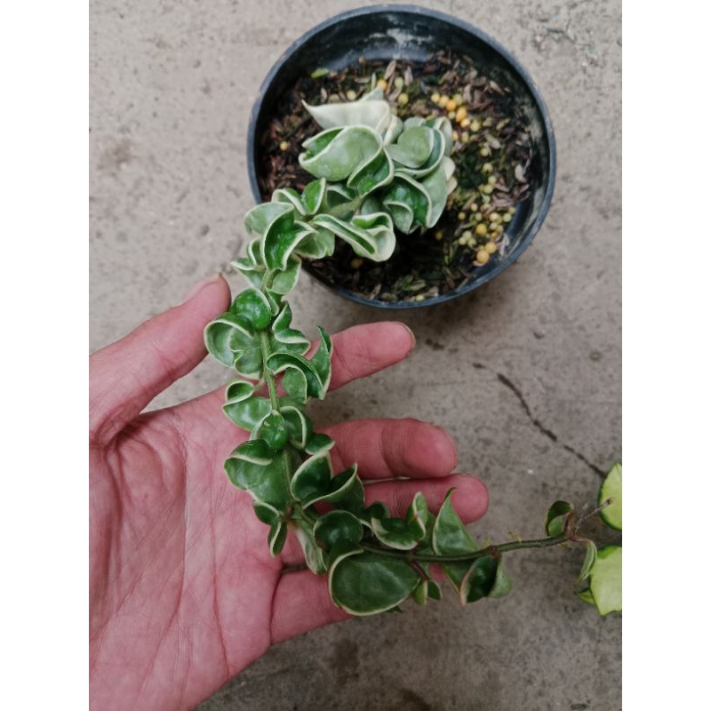 Hoya Compacta regalis