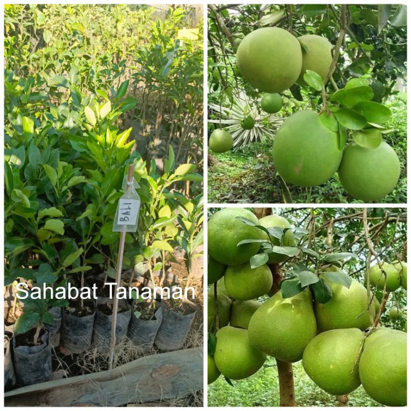 Bibit Jeruk Bali jeruk jumbo  Okulasi pamelo putih