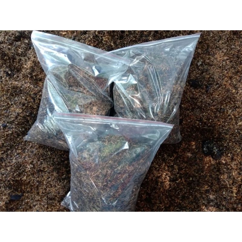 Media Tanam Aroid  Lengkap Dapat 4 pot ukuran pot15