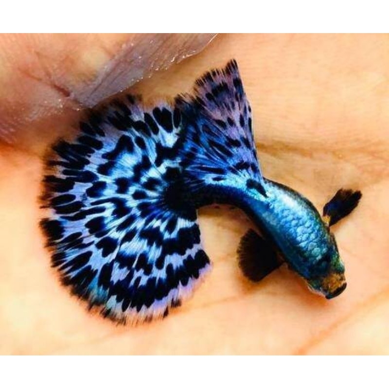 ikan guppy ivory sepasang