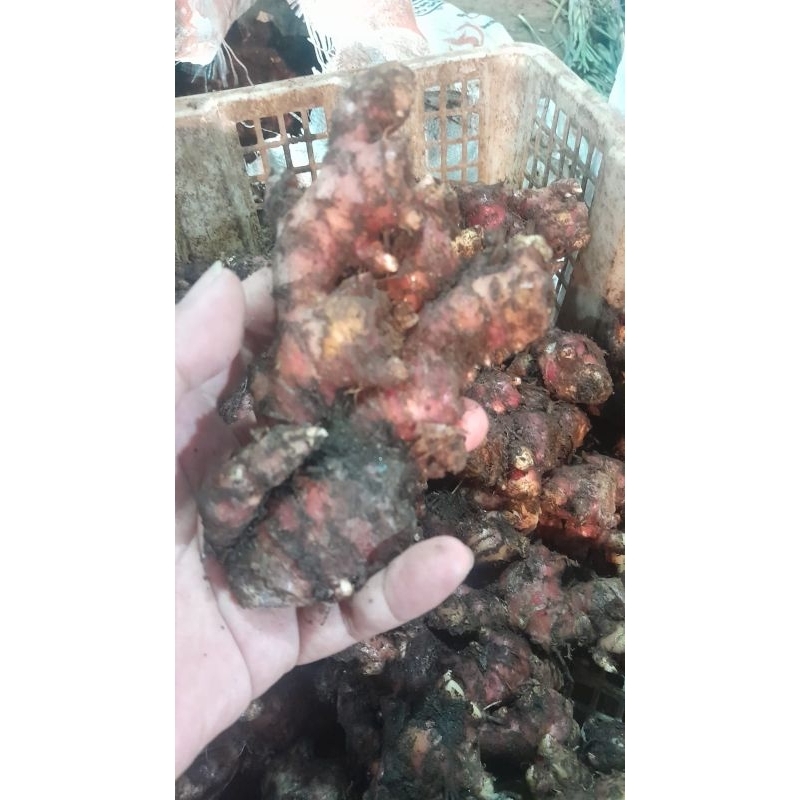 

Jahe Merah Super 10 kg .