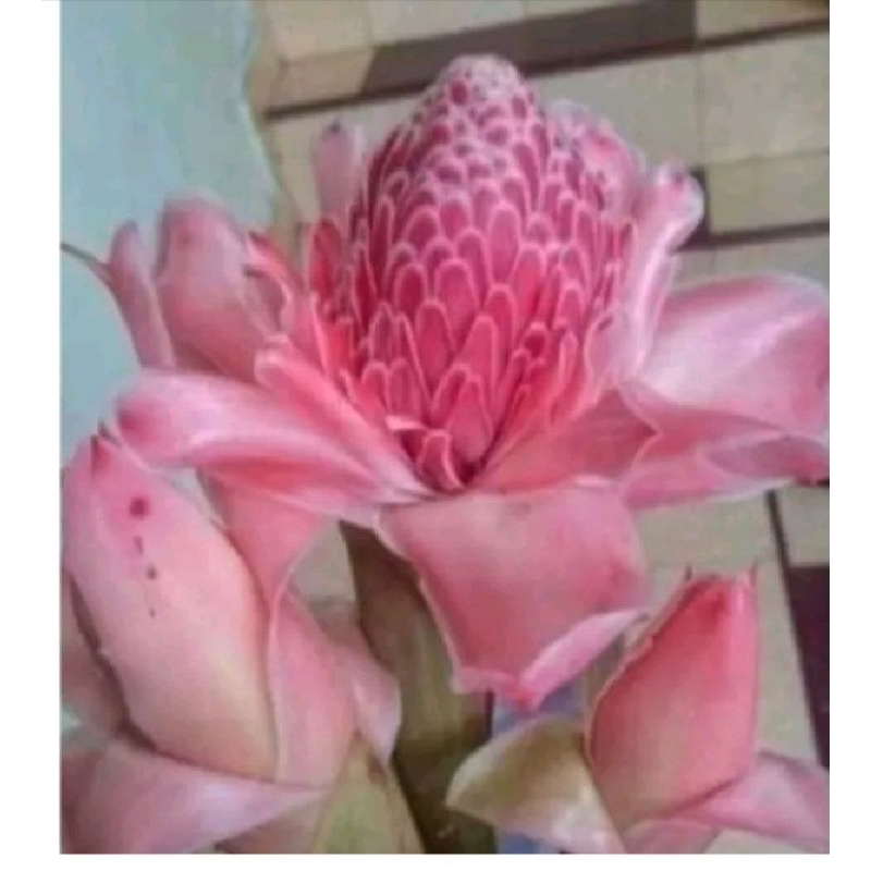 

bunga kecombrang/ rombeh segar 500 gram