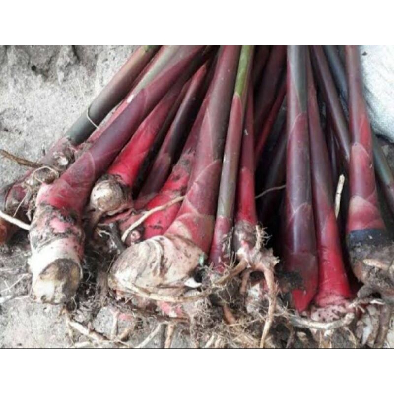 bibit kecombrang merah
