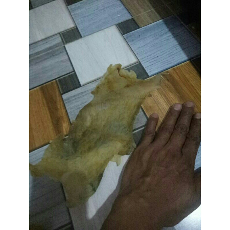 

gelembus ikan mayong ukuran lumayan besar