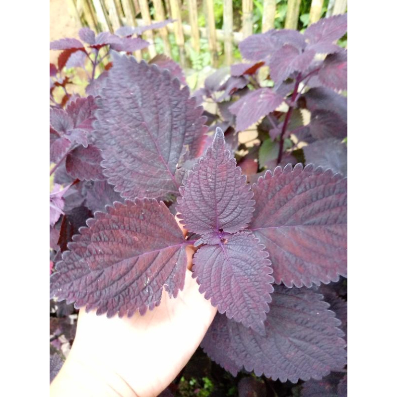 

daun jawer kotok hitam obat herbal 100gr