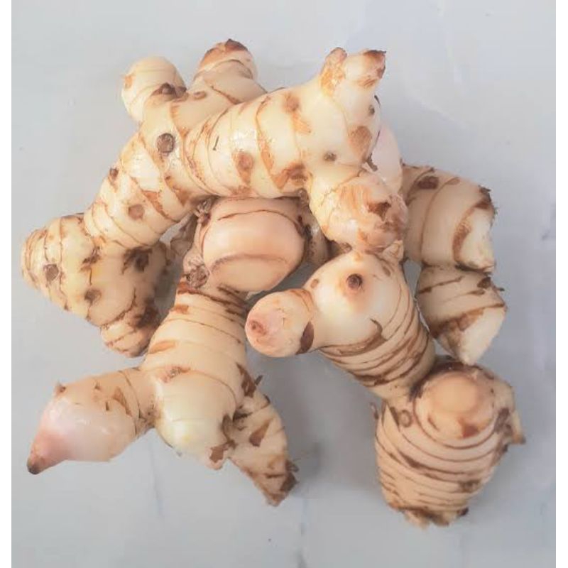 

Lengkuas Super Jumbo | Lengkuas Bumbu Dapur | Lengkuas Segar