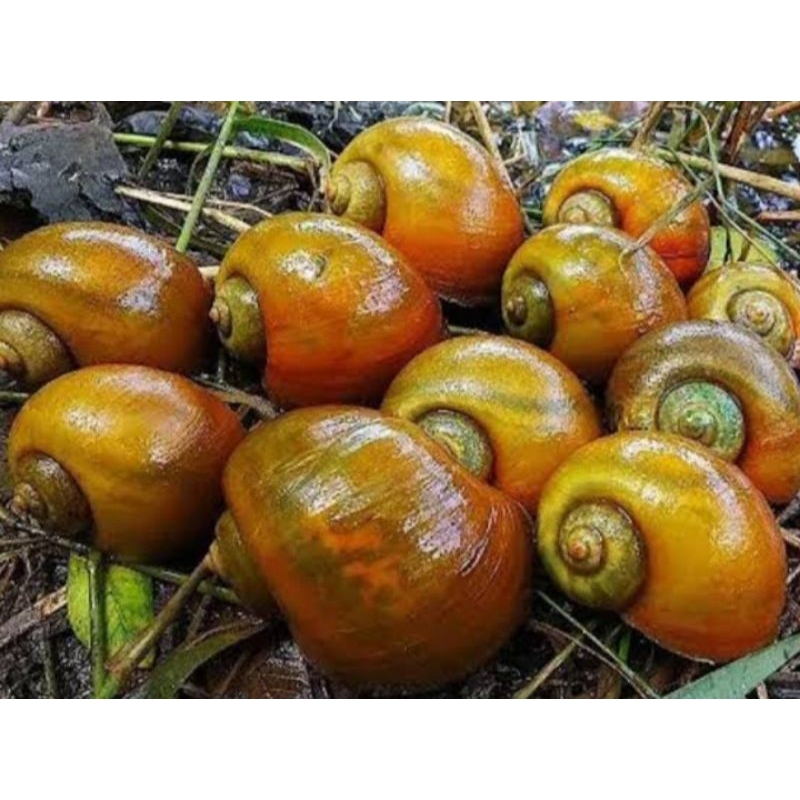 keong sawah hidup 500gram