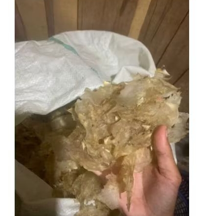 

perut ika duri 5000 gram