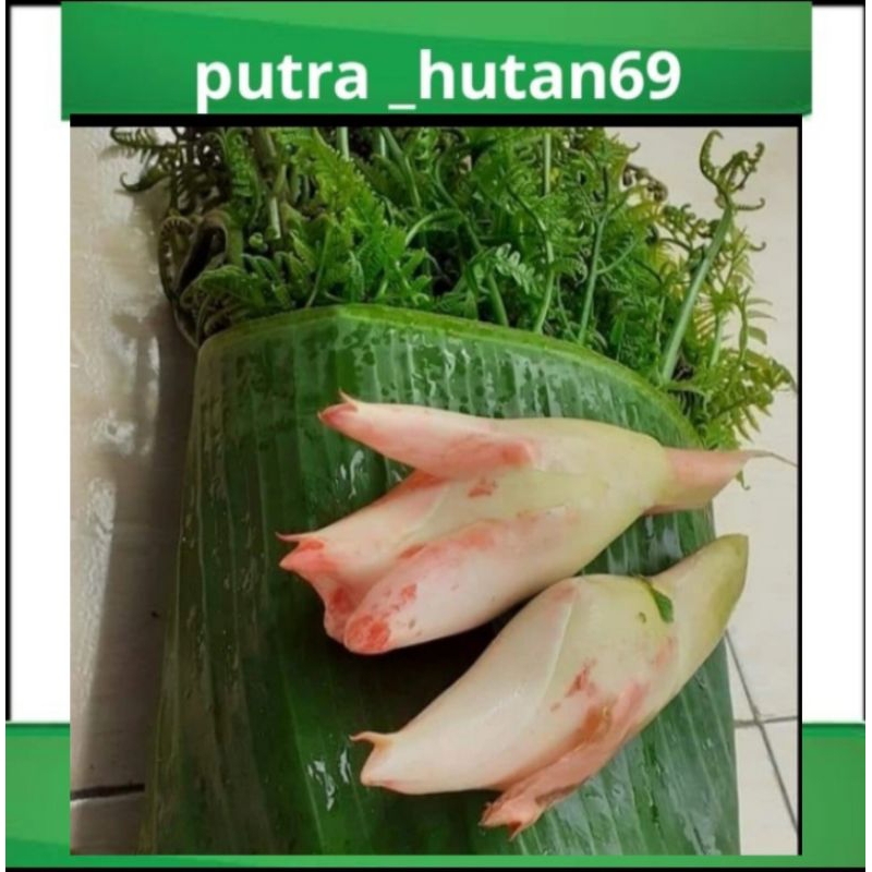 

BISA COD BUNGA KECOMBRANG+PAKIS SAYUR