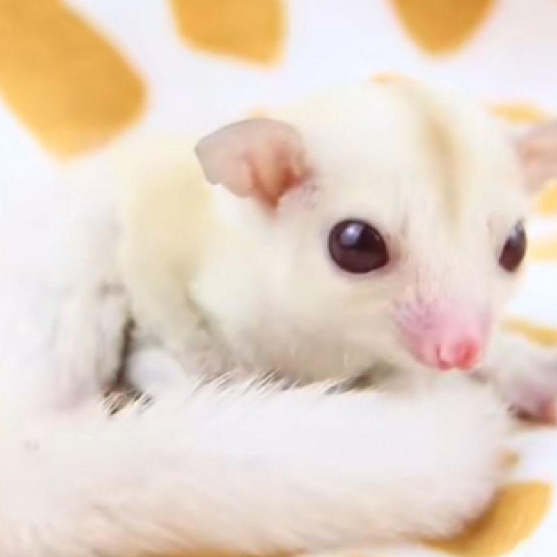 Sugar Glider Creamino