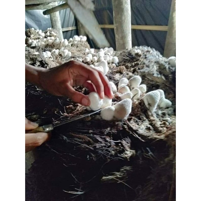 BIBIT JAMUR MERANG PUTIH UNGGULAN 4 BUNGKUS