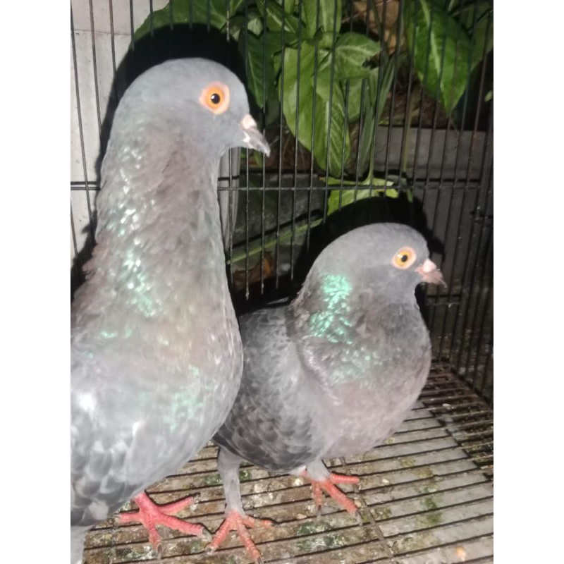 burung dara sepasang giring