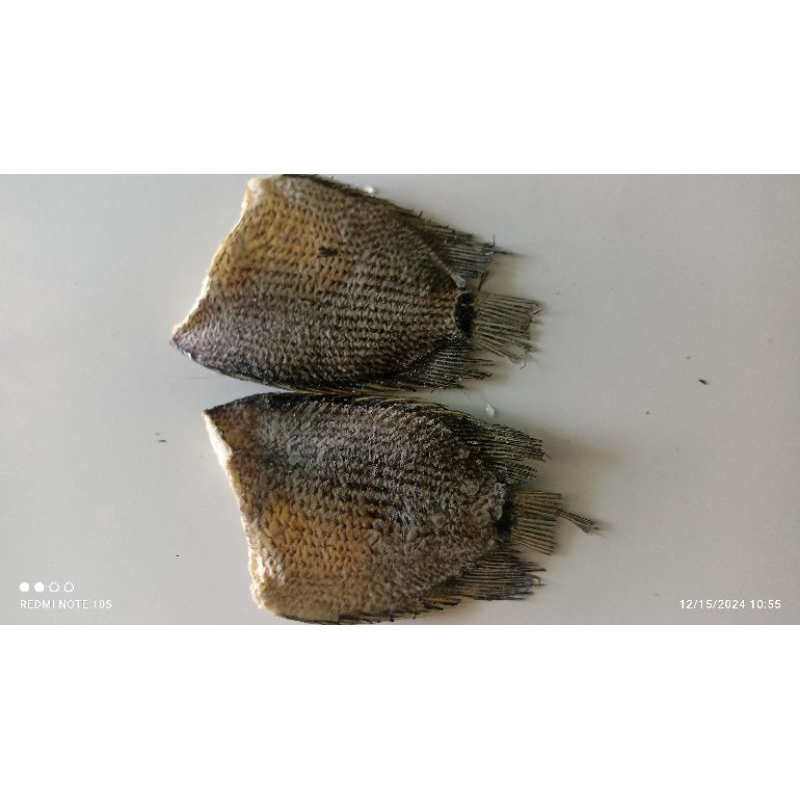 

ikan sepat tembakang sedang