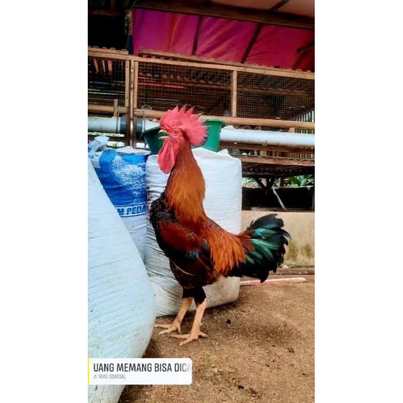 

TELUR FERTIL AYAM SENGKUNI MULTIGUNA UNTUK DITETASKAN