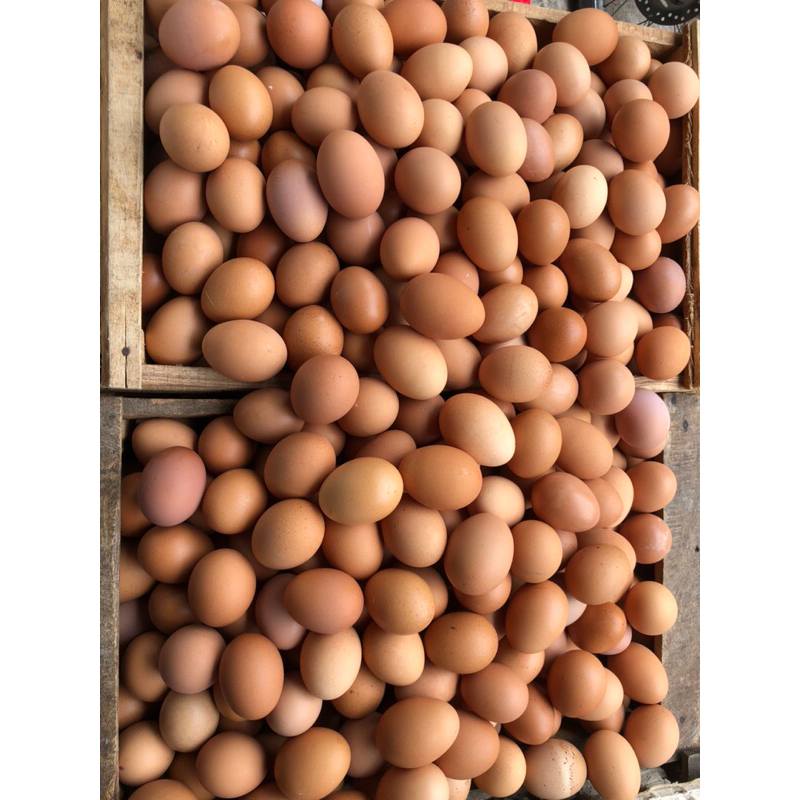 

Telur Ayam Negeri 30 Butir/1 Papan