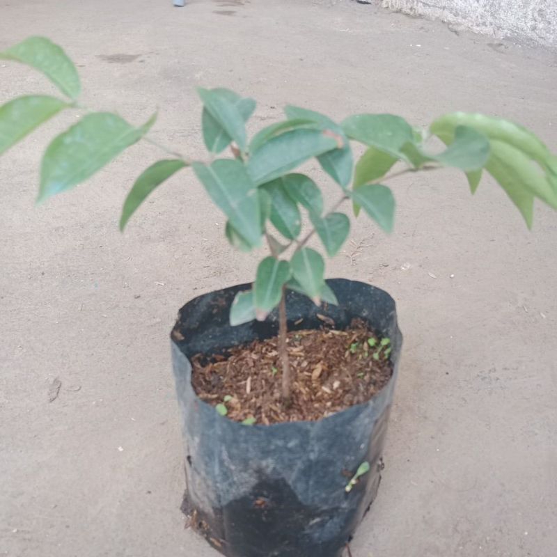 

anggur red escarlete bibitan