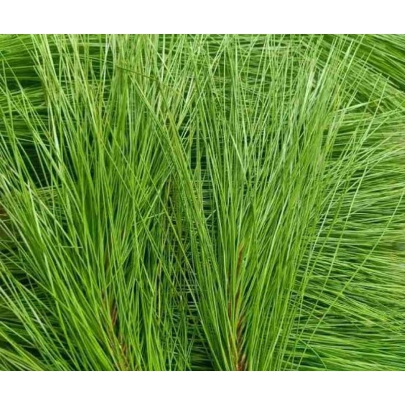 

Jual daun pinus segar 500 gram petik langsung-az