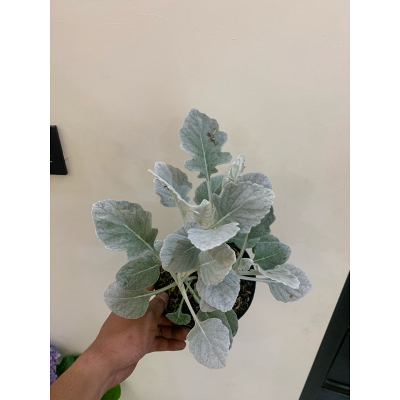 Bunga silverdust / putri salju