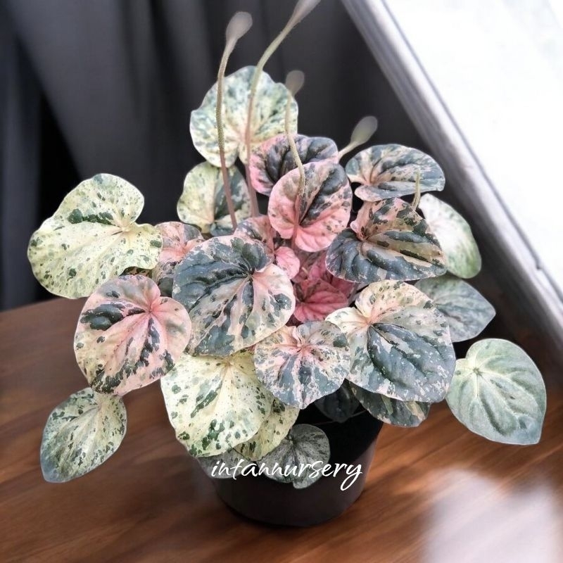Tanaman Hias Peperomia Pink Lady - Peperomia Caperata Pink Lady - Peperomia Varigata - Pepperomia - 