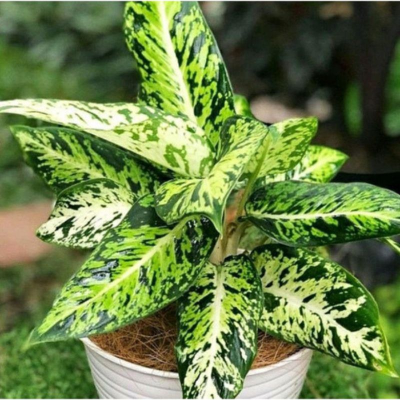 Tanaman Hias Aglaonema Diven Tissu Brazil / Sri Rezeki / Sri Rejeki / Blanceng / Diven Given Tumpuk 