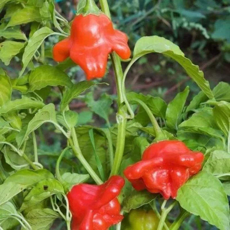 5 BUTIR BIJI/BENIH CABE HIAS BISHOP CROWN (BISA DIKOMSUMSI)