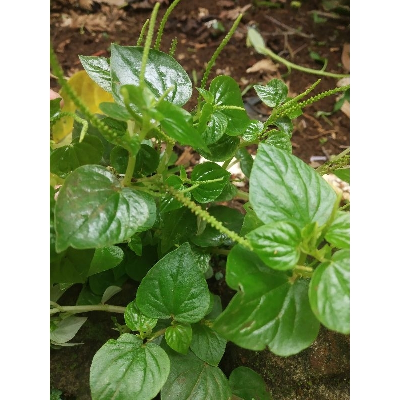 

Daun sirih cina 500 gr fresh
