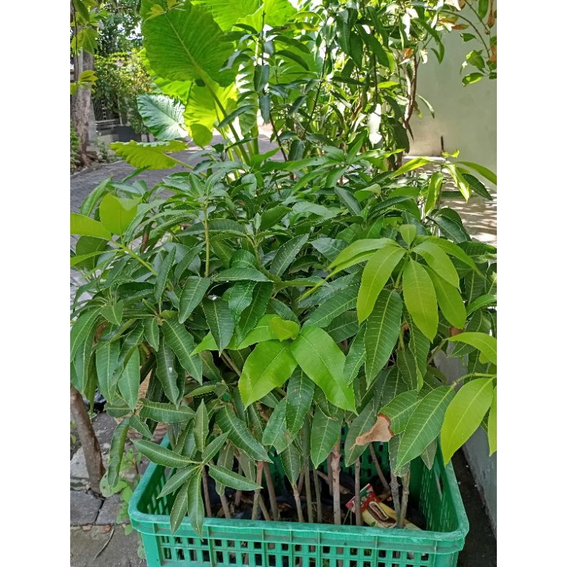 bibit mangga alpukat Bangil