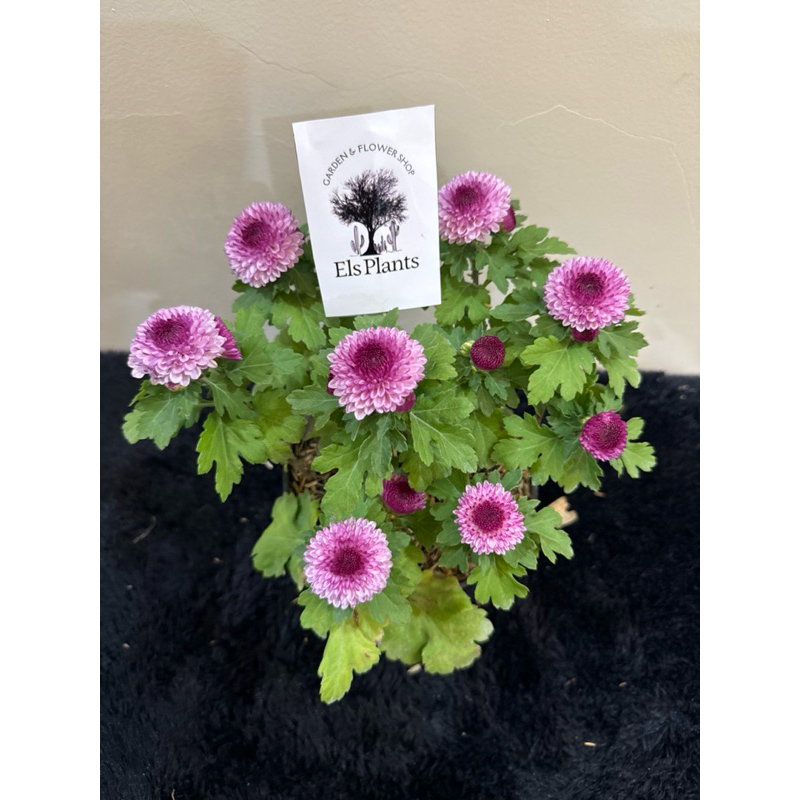 Tanaman hias krisan aster ungu