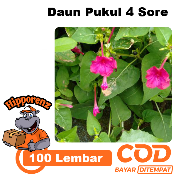 

Daun Pukul 4 Sore 100 Lembar