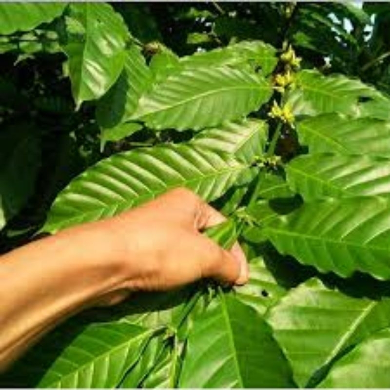 

daun kopi segar 50og