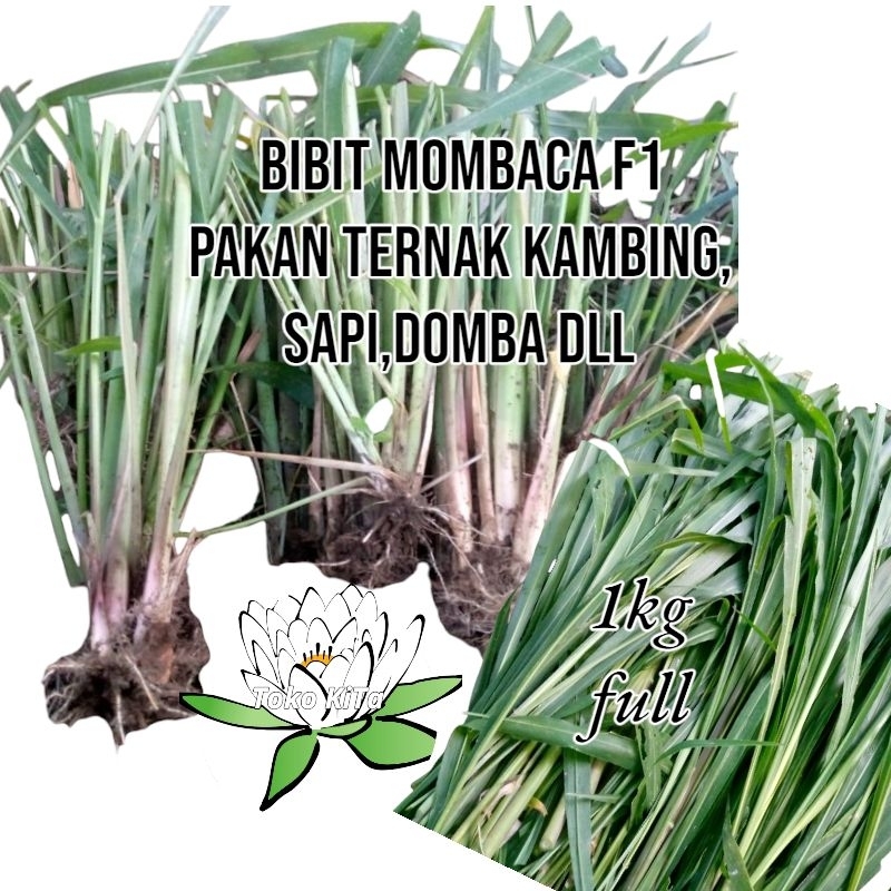 Bibit Mombaca F1 Pakan Ternak Kambing Sapi Dullah