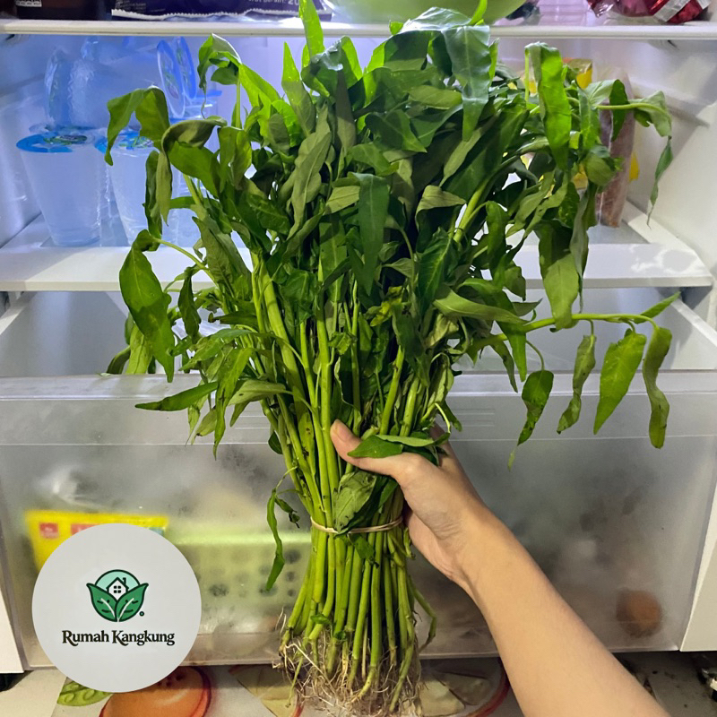 

Kangkung Fresh Kebun Rumah Kangkung
