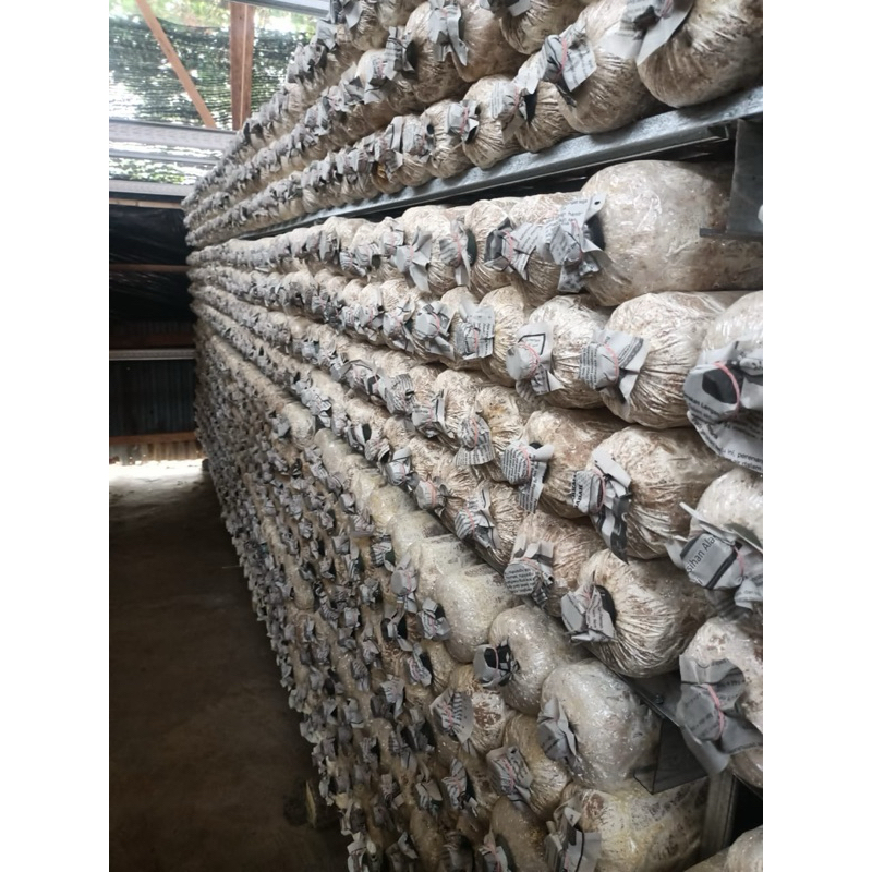 

BAGLOG JAMUR TIRAM F2 CELIUM TERBAIK