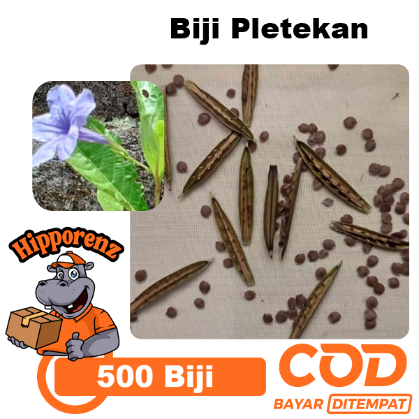 

Biji Pletekan 500 Pcs Siap Tanam