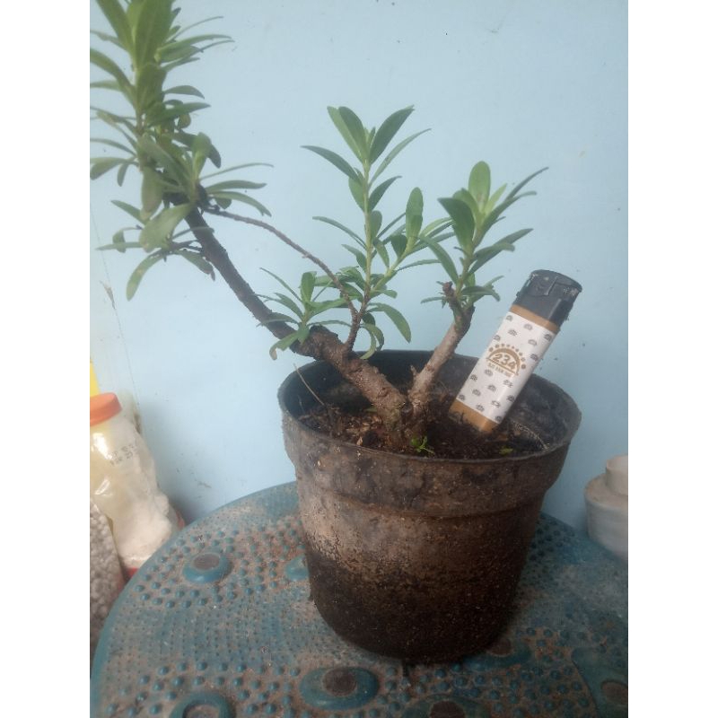 Bahan Bonsai Santigi Mame