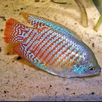 

HIASAN AQUARIUM/SEPAT RALIS UKUTAN 4 CM