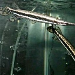 

KADO HIASAN AQUARIUM _FLORIDA GAR UKURAN 9-10 CM