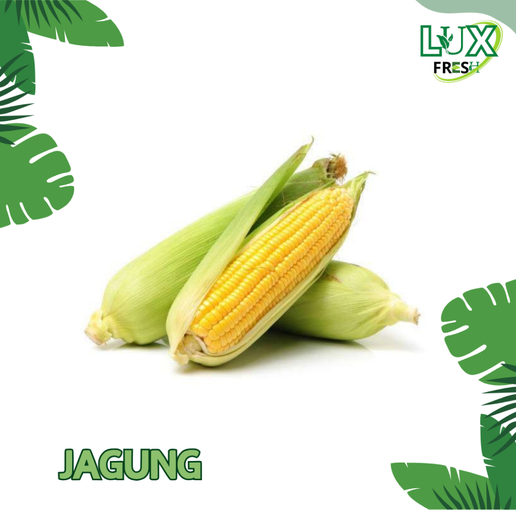 

JAGUNG BESAR 1 BUAH BEST SELLER