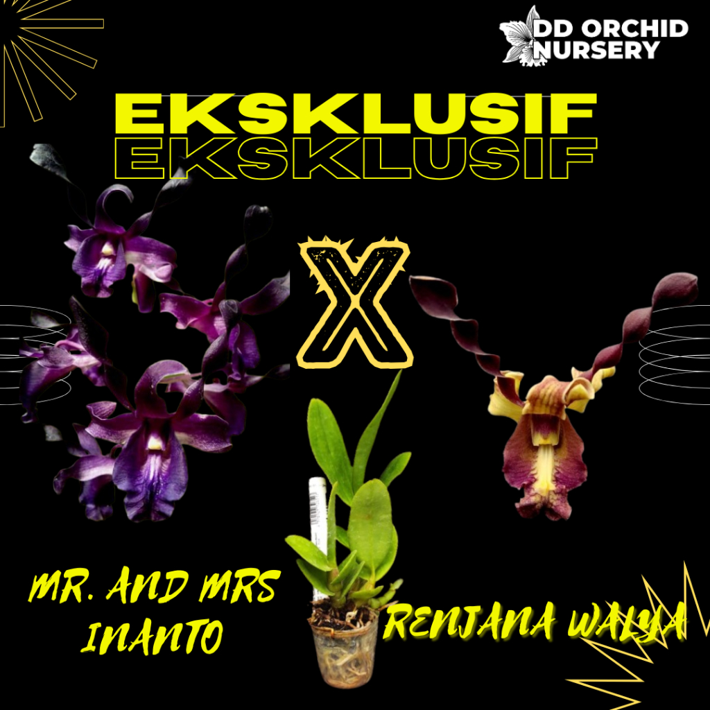 DD Orchid Seedling Anggrek Dendrobium Mr. and Mrs Inanto X Den. Renjana Walya