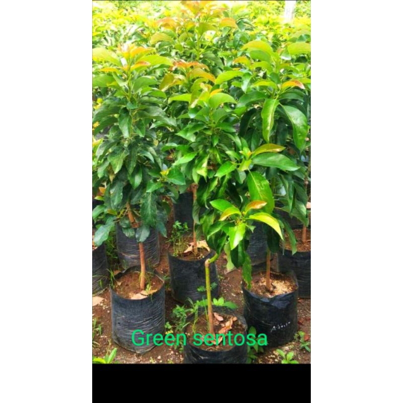 bibit buah alpukat aligator siap tanam