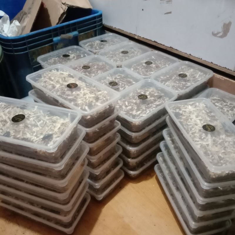 Katerlak Kecoa Batu,Umpan Lele Dan Bawal