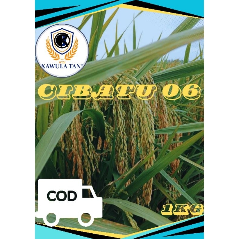 BENIH PADI CIBATU 06  BIJI PADI CIBATU 06 BIBIT PADI CIBATU 06  ORIGINAL 100%